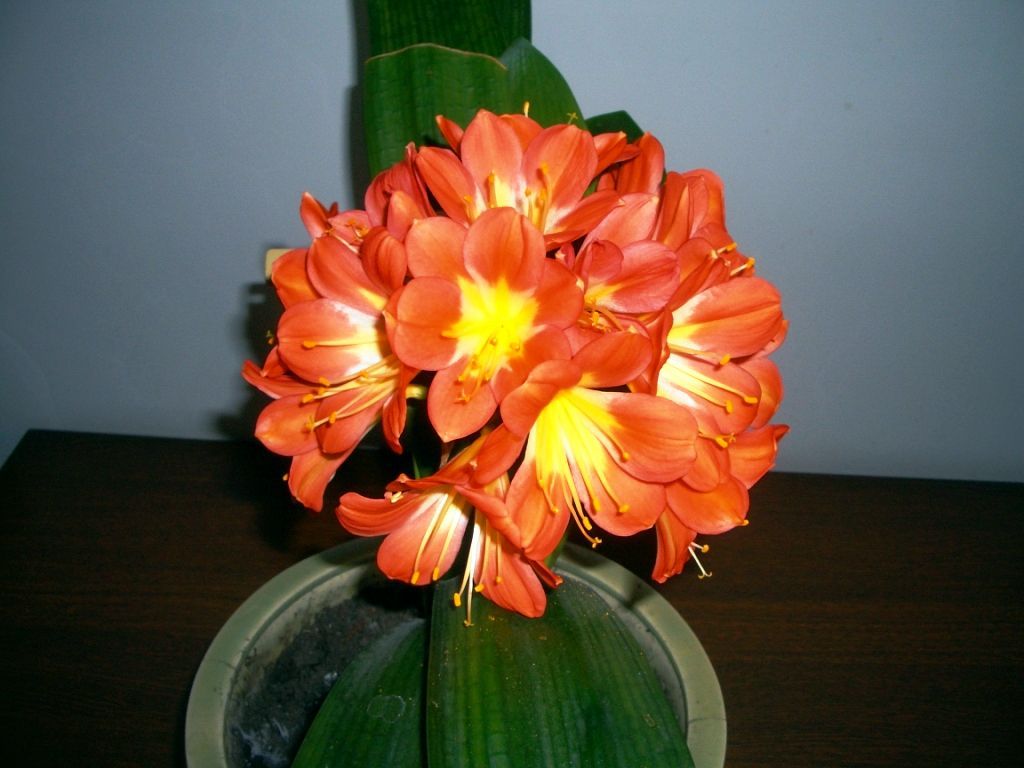 CIMG0750.jpg