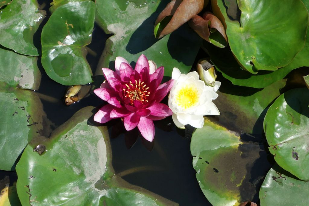 DSC00729.JPG