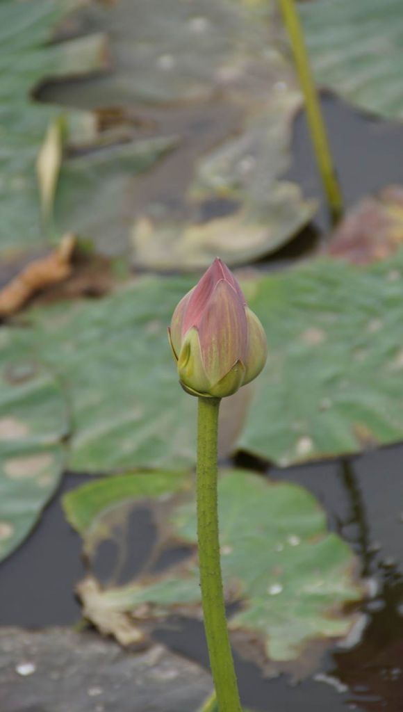 DSC07280.JPG