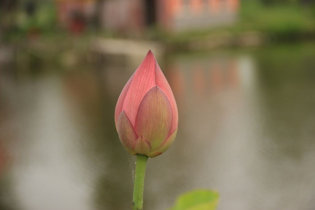 IMG_3278.jpg