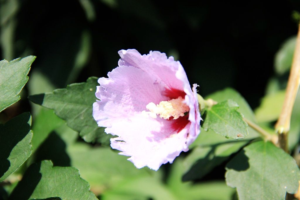 IMG_4579.jpg