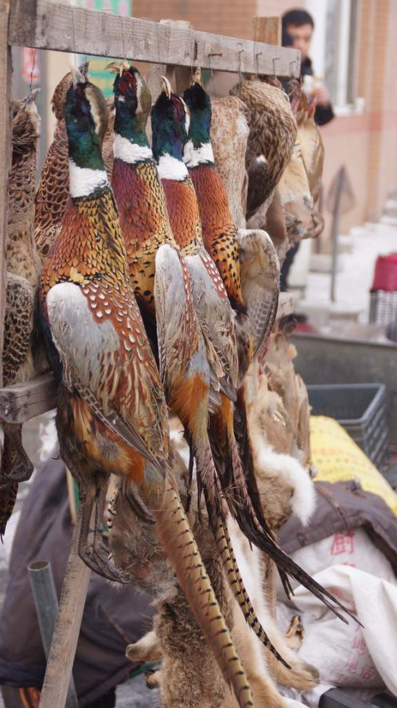 DSC01890.JPG