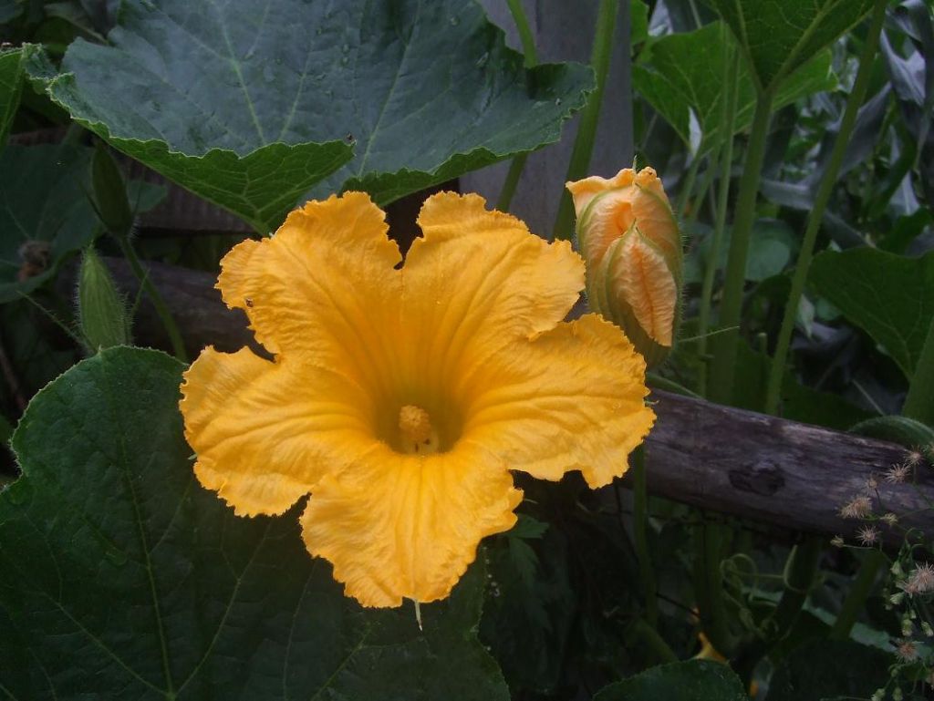 DSCF7658.JPG