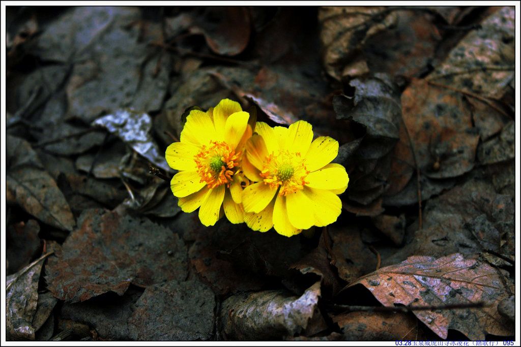 03.28��Ȫ����ɽѰ���軨��̤���У� 095.JPG