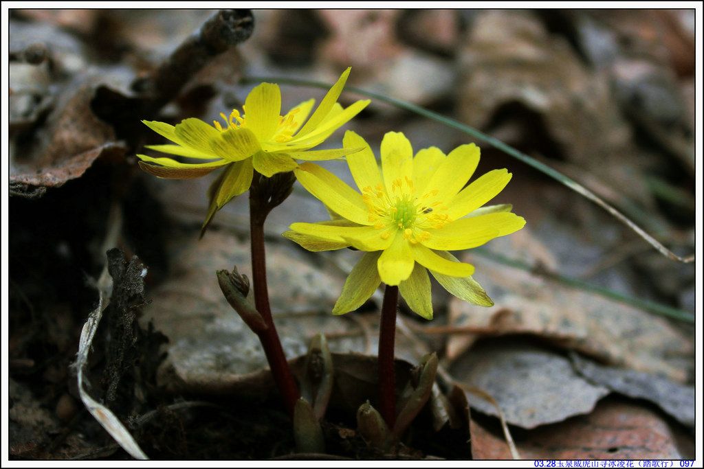 03.28��Ȫ����ɽѰ���軨��̤���У� 097.JPG