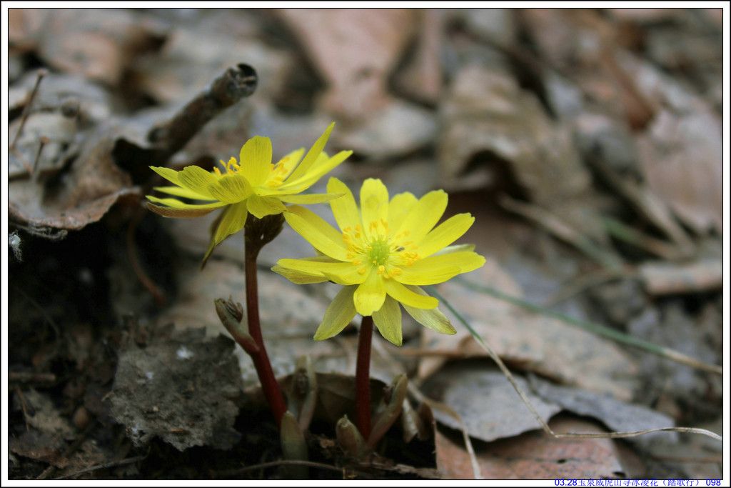 03.28��Ȫ����ɽѰ���軨��̤���У� 098.JPG