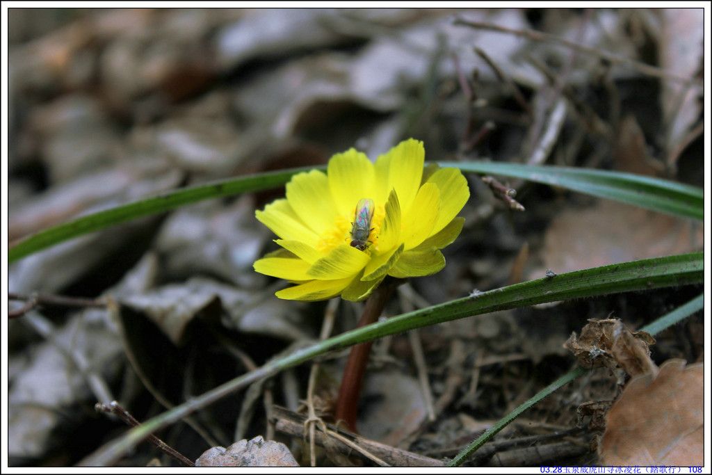 03.28��Ȫ����ɽѰ���軨��̤���У� 108.JPG