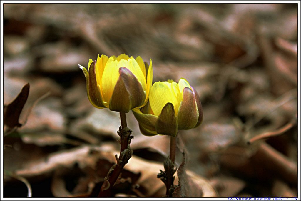 03.28��Ȫ����ɽѰ���軨��̤���У� 113.JPG