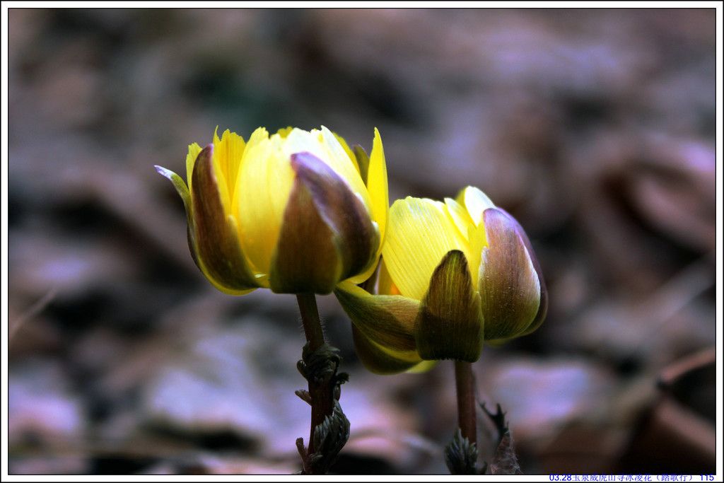 03.28��Ȫ����ɽѰ���軨��̤���У� 115.JPG