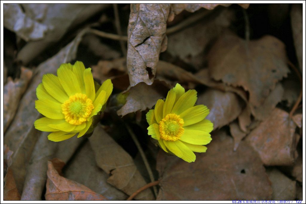 03.28��Ȫ����ɽѰ���軨��̤���У� 122.JPG