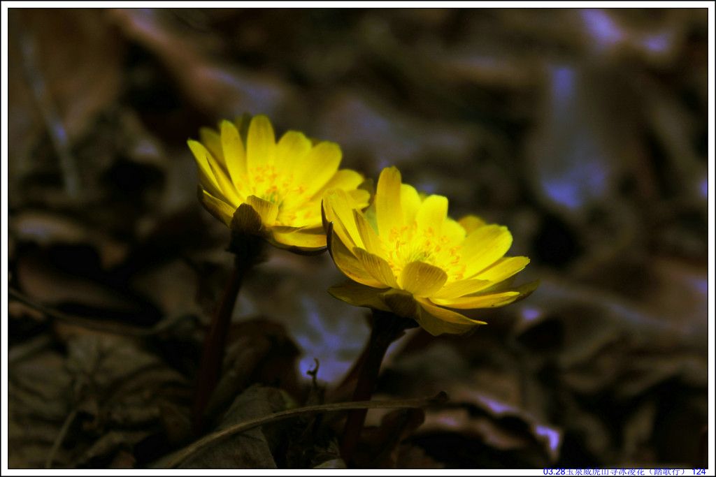 03.28��Ȫ����ɽѰ���軨��̤���У� 124.JPG