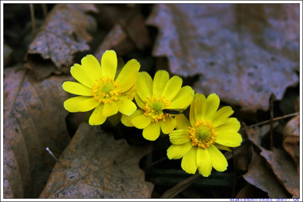 03.28��Ȫ����ɽѰ���軨��̤���У� 126.JPG