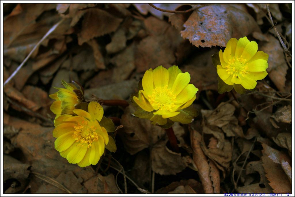 03.28��Ȫ����ɽѰ���軨��̤���У� 131.JPG