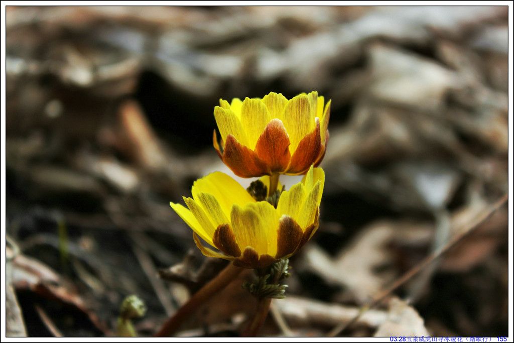 03.28��Ȫ����ɽѰ���軨��̤���У� 155.JPG