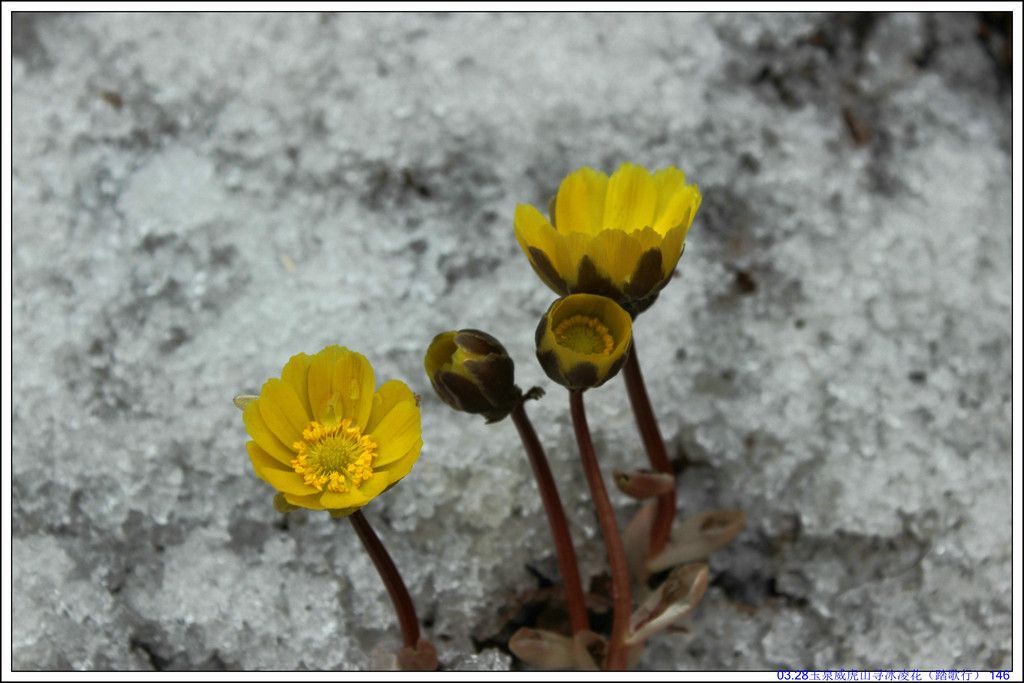 03.28��Ȫ����ɽѰ���軨��̤���У� 146.JPG