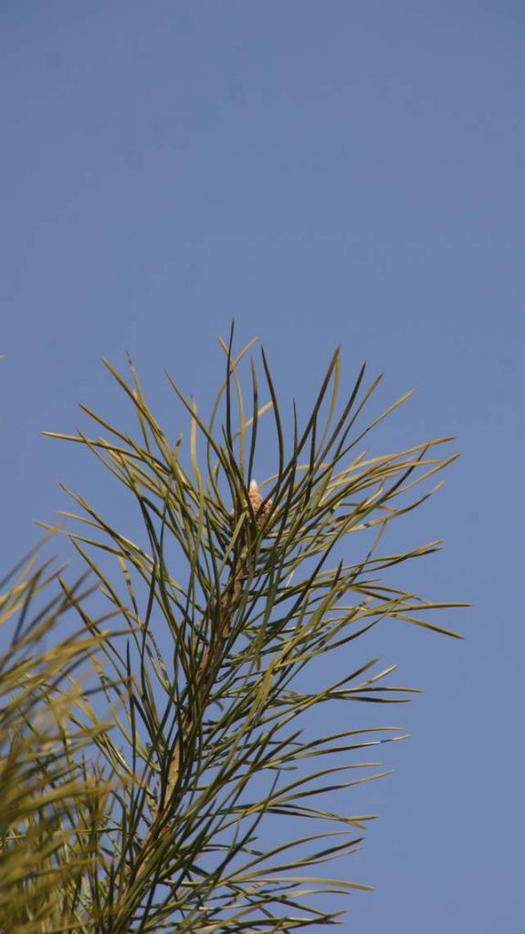 DSC04313.JPG