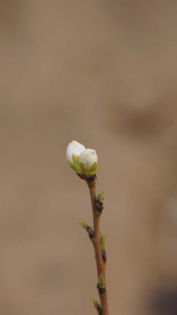 DSC04425.JPG