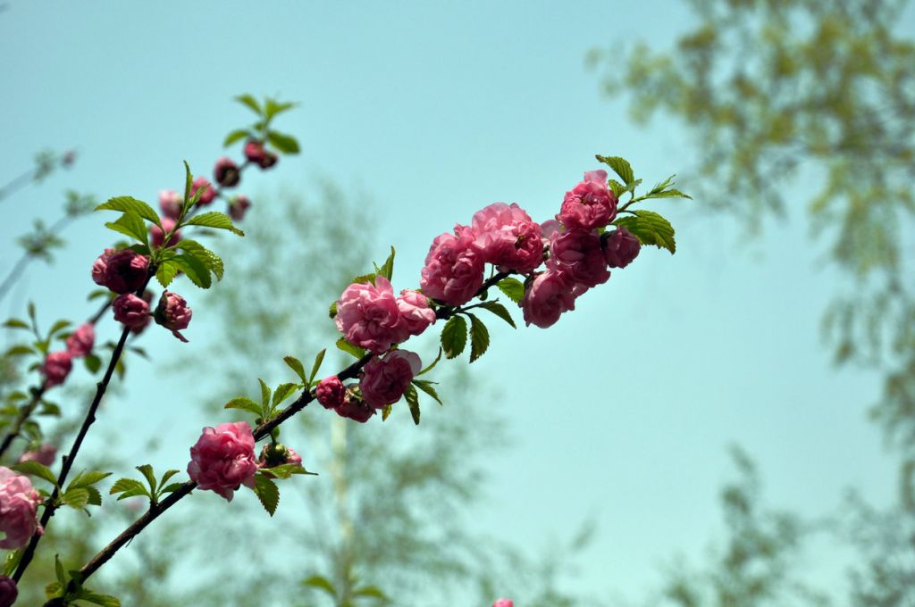 DSC_0043.JPG