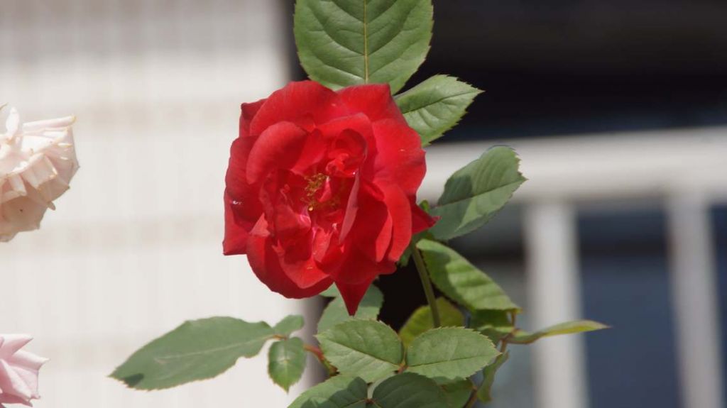 DSC08923.JPG