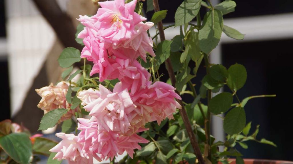DSC08925.JPG