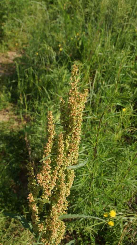 DSC06398.JPG