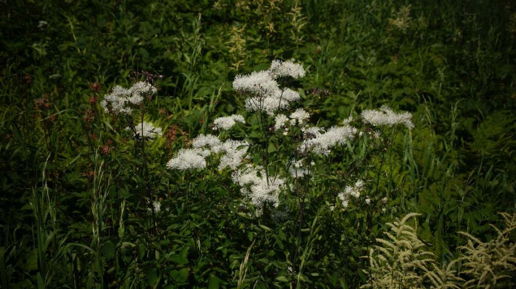 DSC07149.JPG