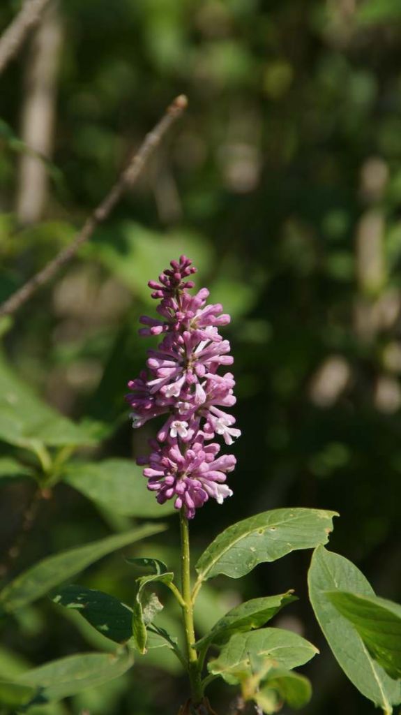 DSC07270.JPG