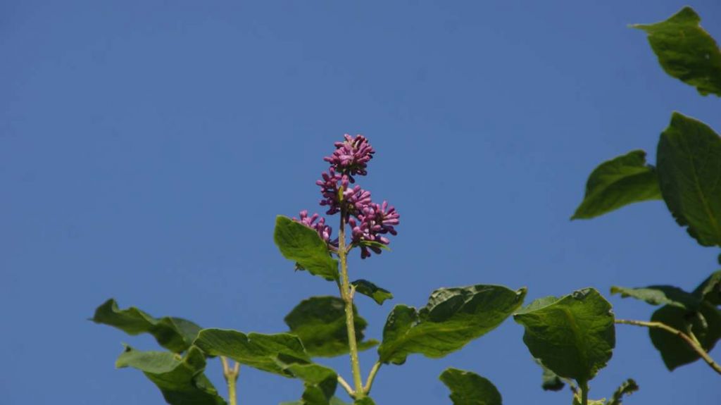 DSC07273.JPG