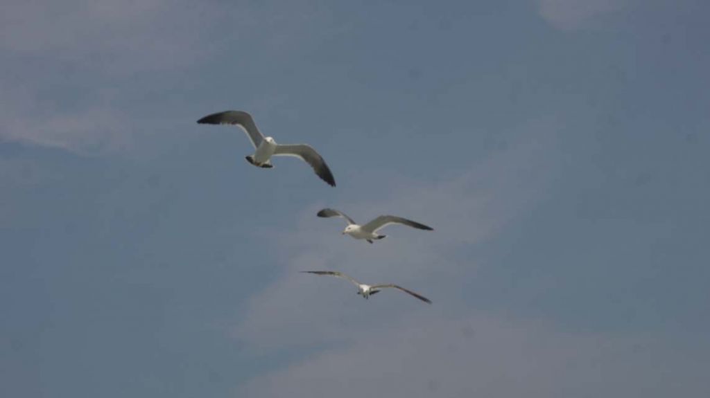 DSC09844.JPG