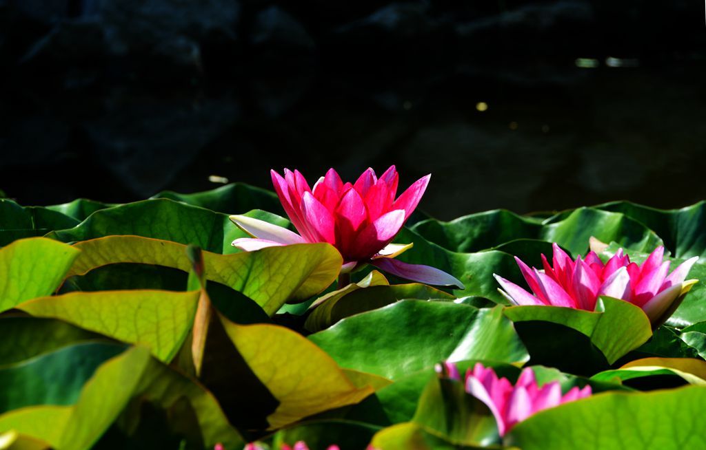 DSC_8597_����.jpg