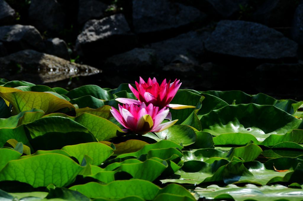 DSC_8651_����.jpg