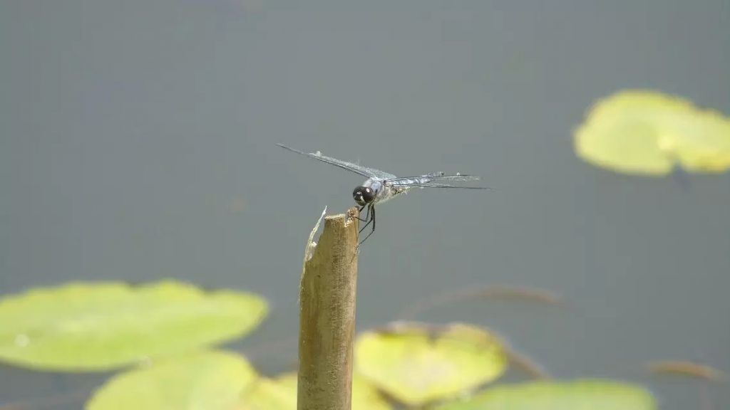 С��������