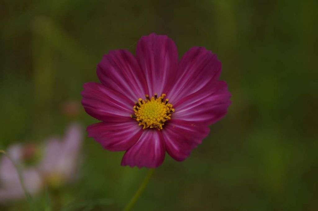 DSC02188.JPG