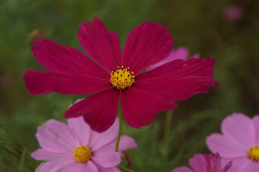 DSC02203.JPG