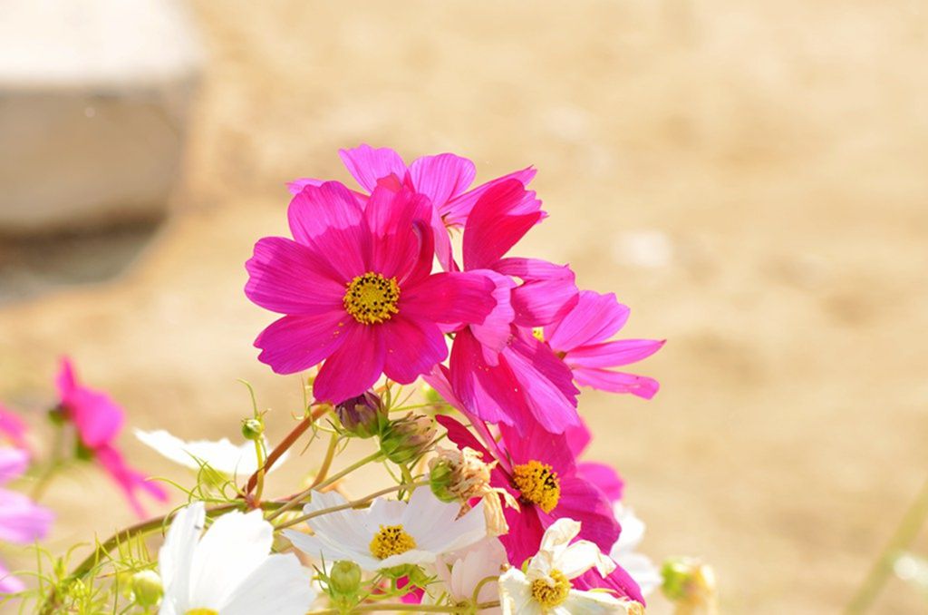 DSC_9869_����.jpg
