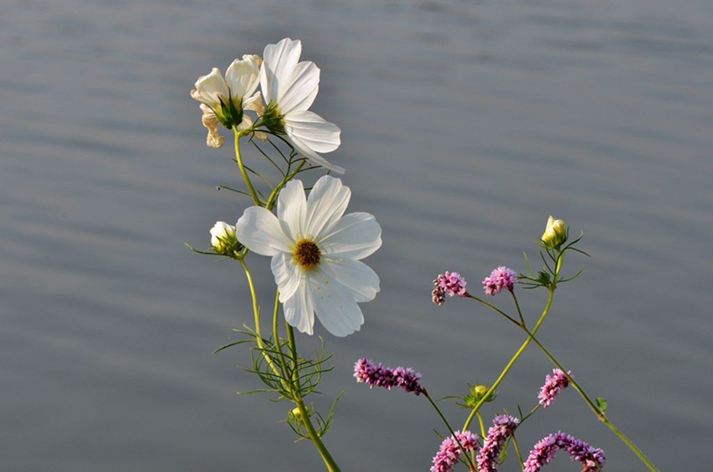 DSC_9865_����.jpg