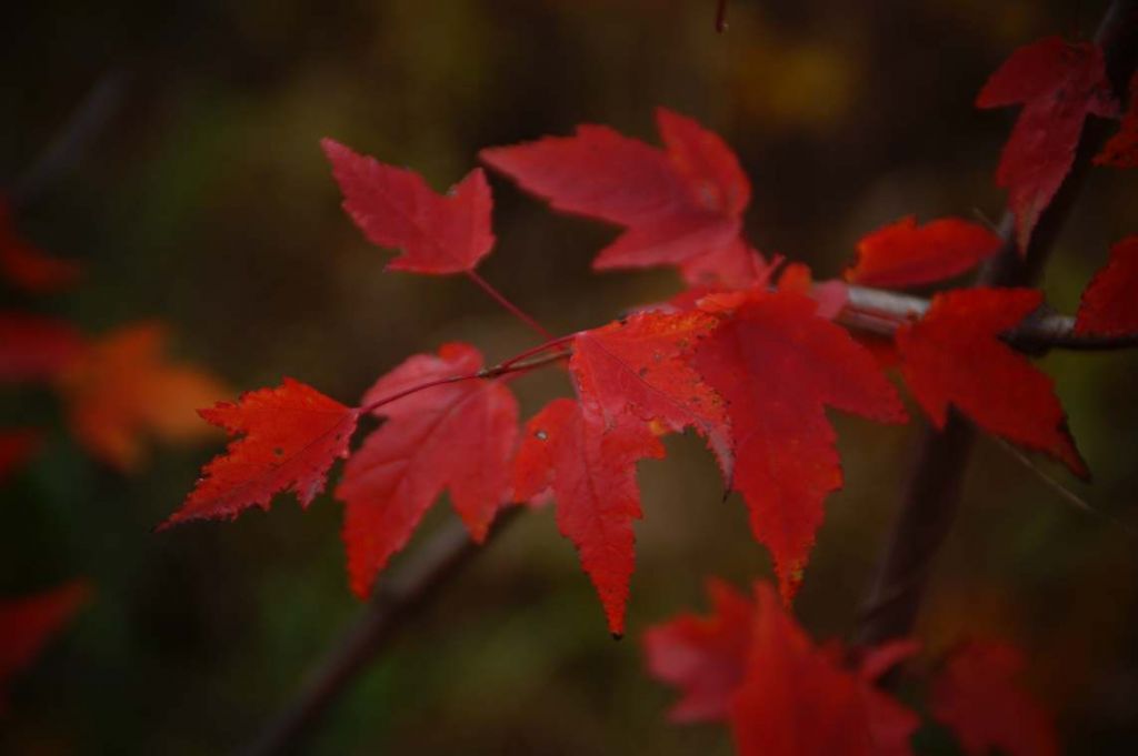 DSC09256.JPG