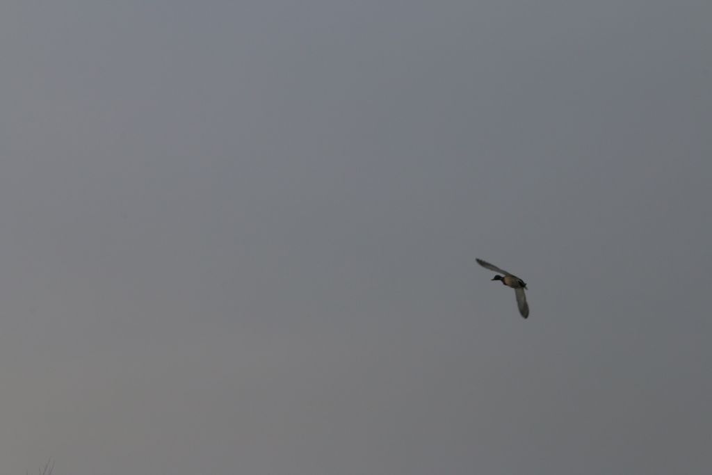 610be4e3383ae0d5.jpg