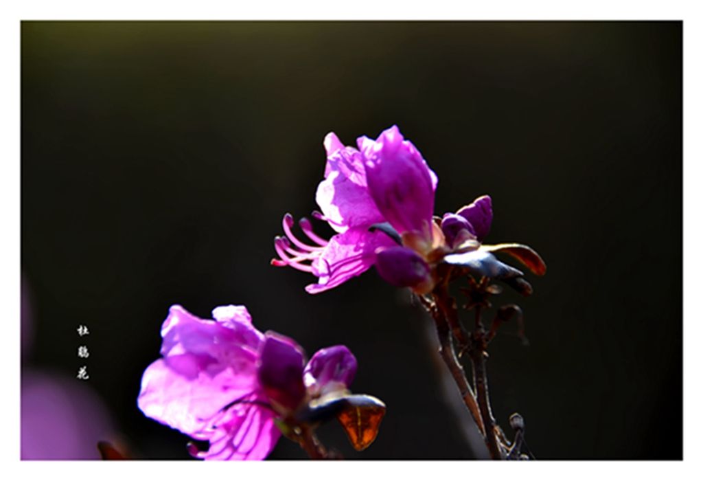 DSC_7600.JPG