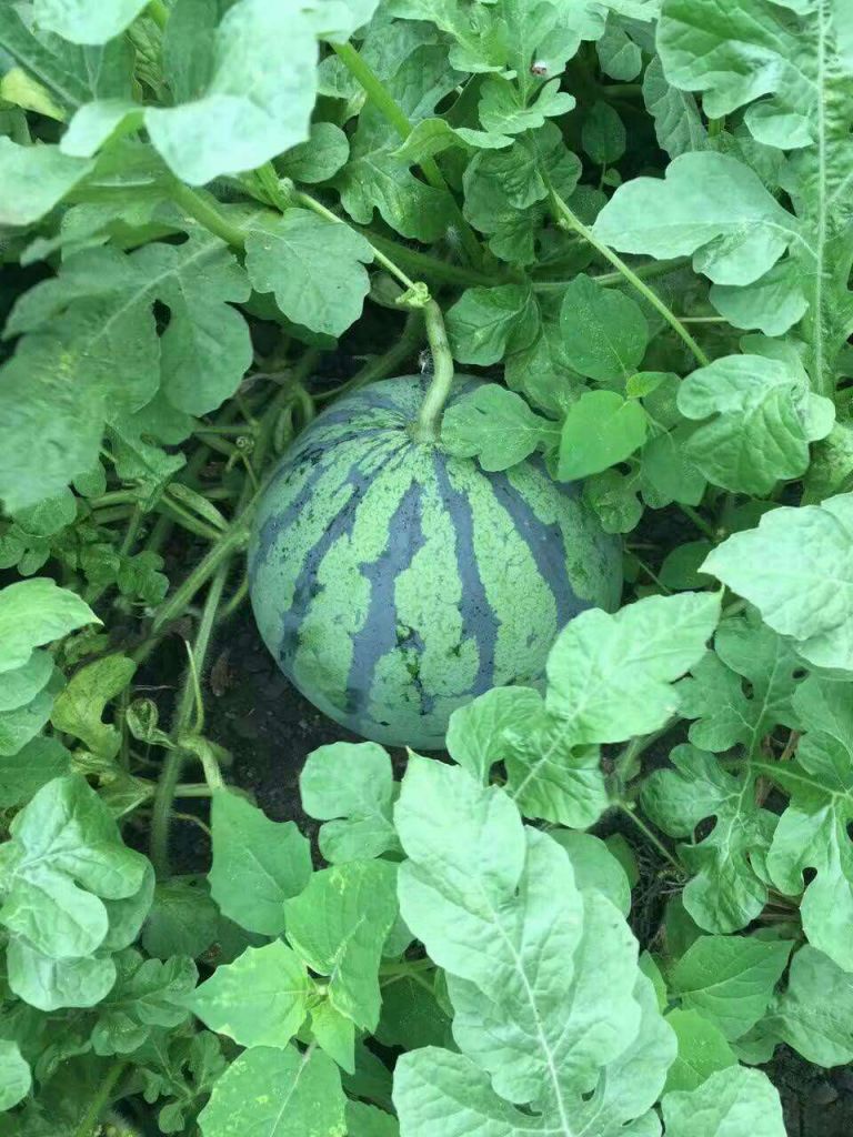 webwxgetmsgimg (1).jpg