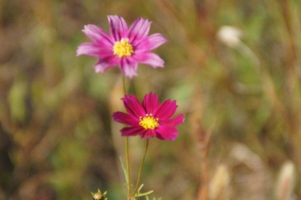 DSC07221.JPG