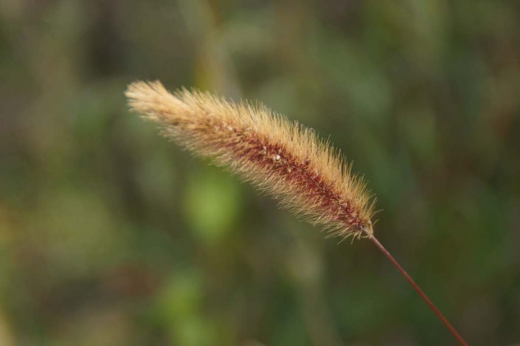 DSC07230.JPG
