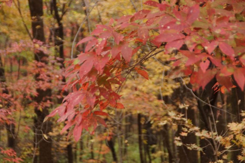 DSC09978.JPG
