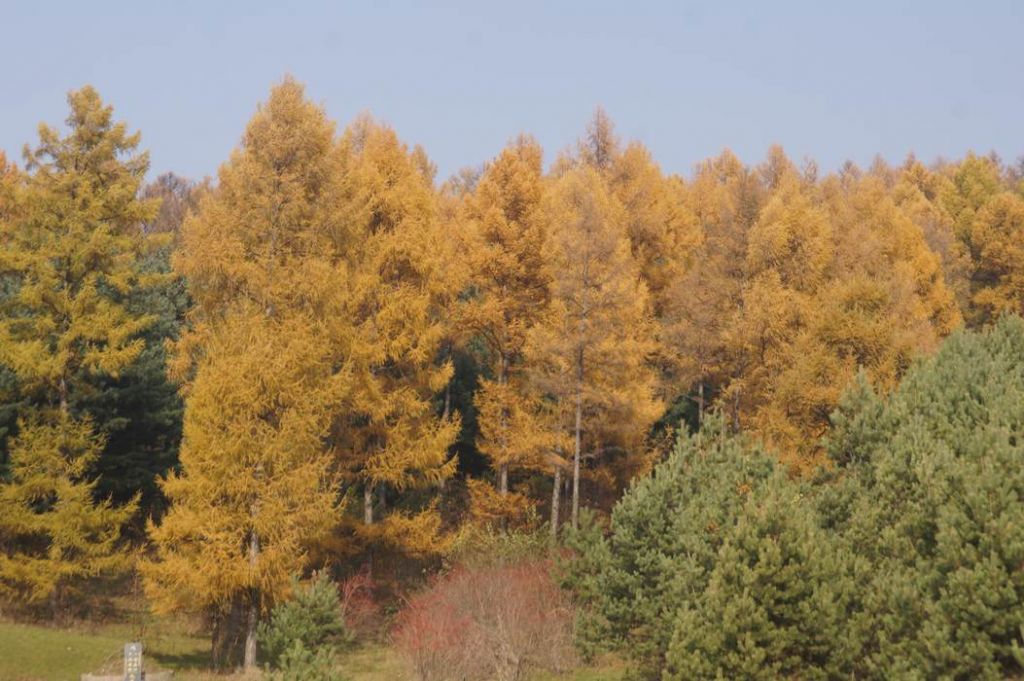 DSC00764.JPG