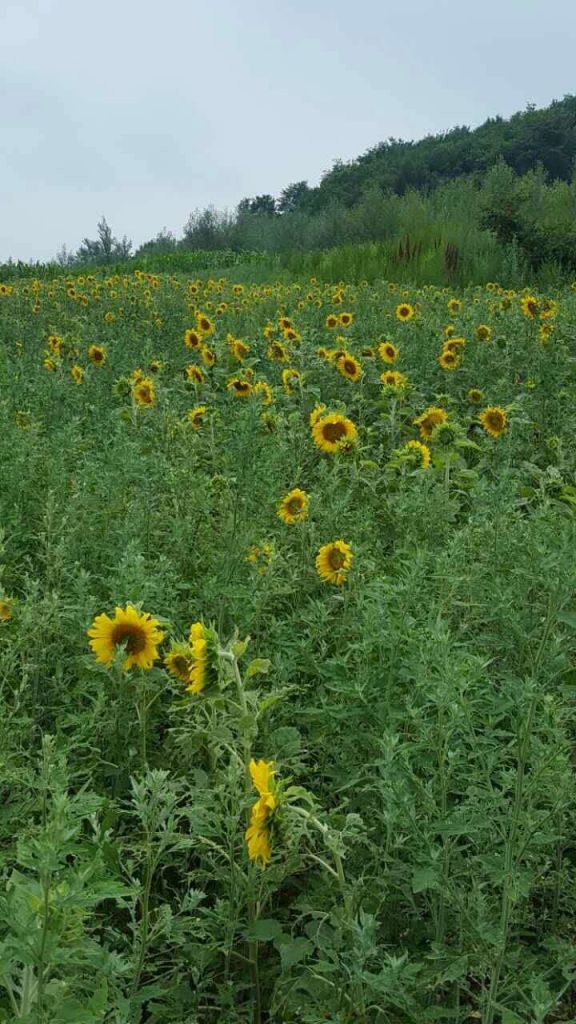 ΢��ͼƬ_20170725153627.jpg