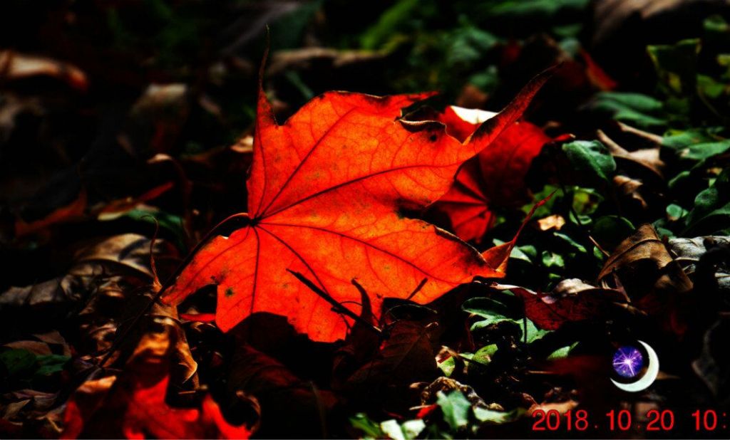 QQͼƬ20181021180733.jpg