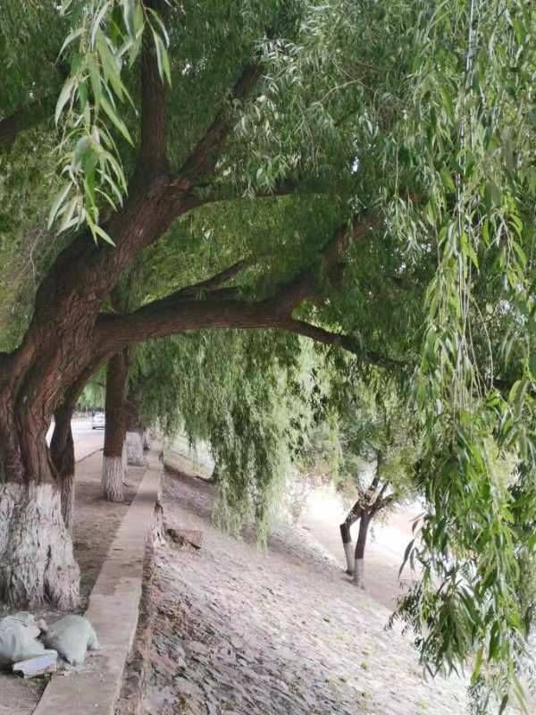 mmexport1696335410853 - ���Ŀ�ͼ��.jpg