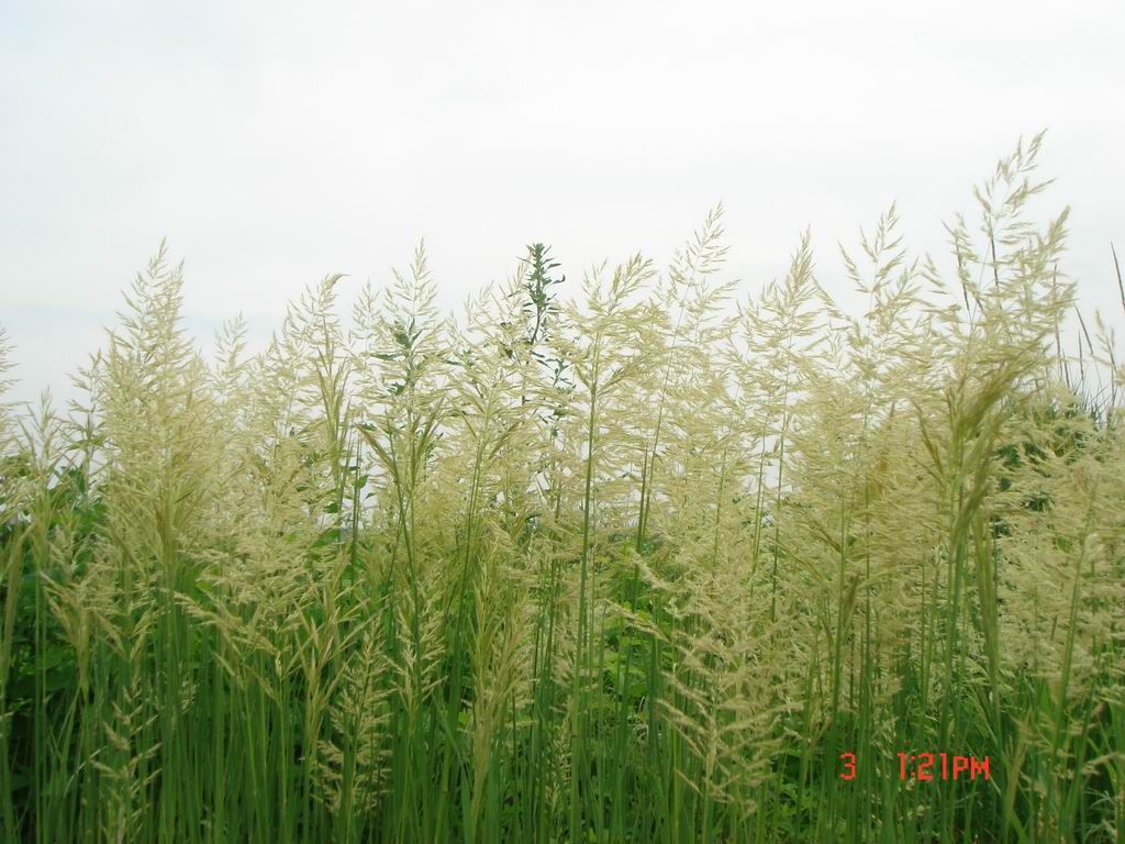 DSC08000.JPG