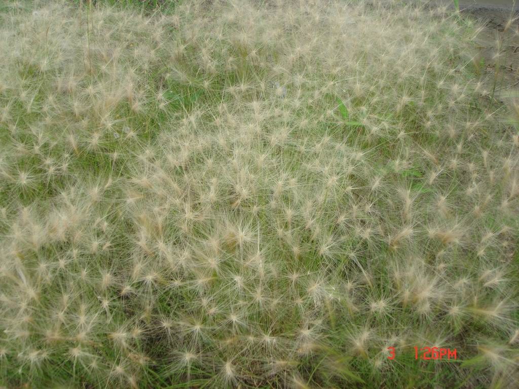 DSC08004.JPG